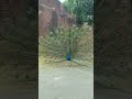 #viralvideo #viralshort #trending #shortsfeed