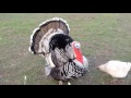 Friendly Farm Turkey-Male & Female