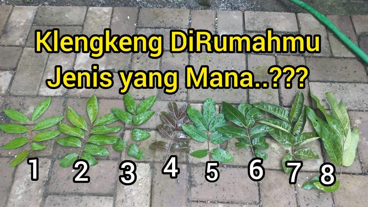 Tips CARA MENGETAHUI JENIS KLENGKENG DARI DAUN