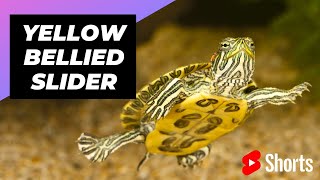 Yellow-Bellied Slider 🐢 One Unique Animal To Have As A Pet #shorts