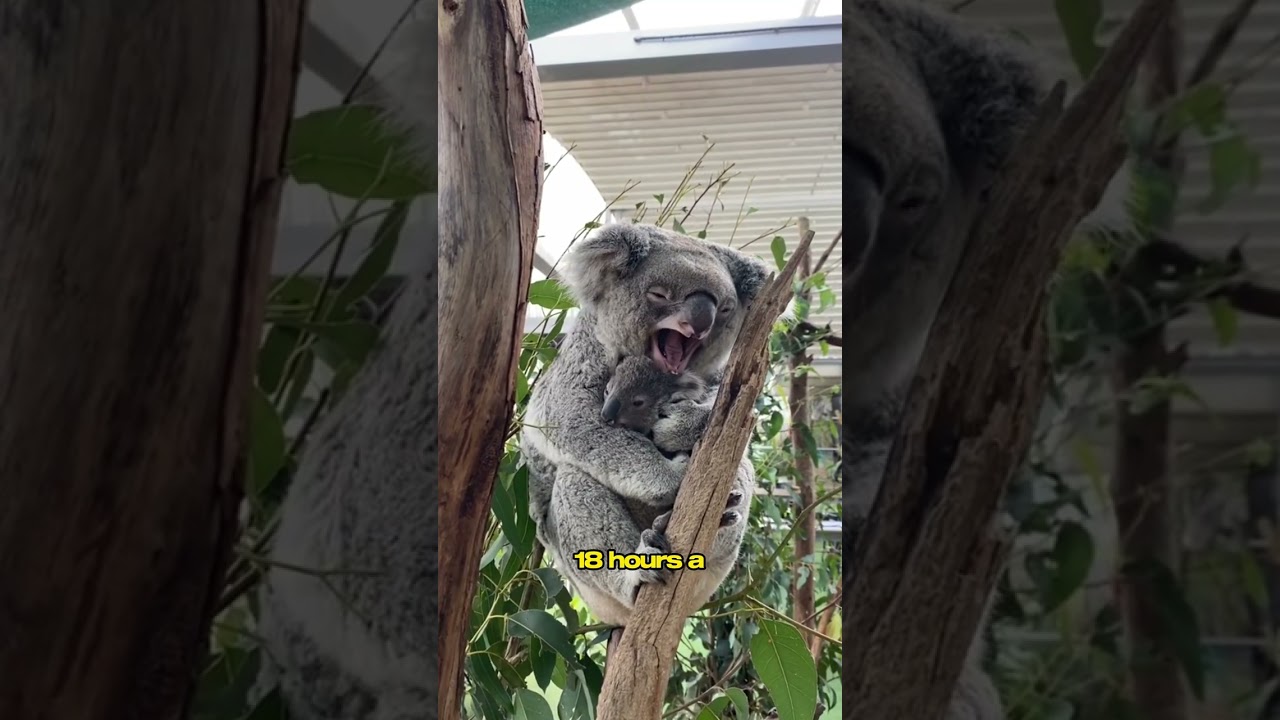 The World of Koalas: Why They’re So Special
