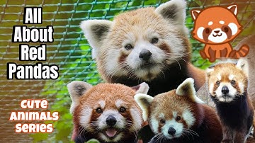 All About Red Pandas! Cute Animals Series