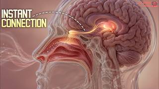 How Smell and Memory Are Directly Tied