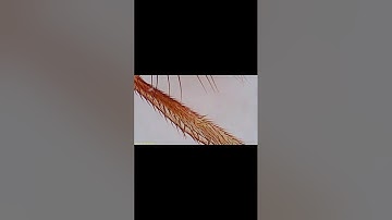 Apexel APL-MS008 @apexelofficial @apexellens6652 @apexelindia3817#mikroskop #apexel #apexellens