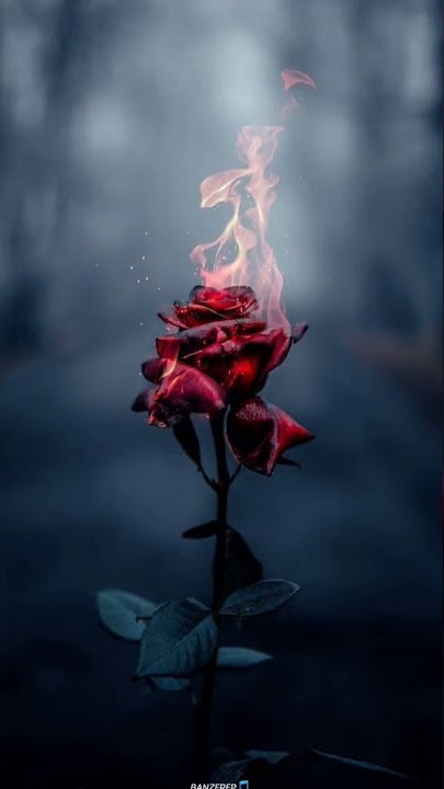 Bon Jovi - Bed Of Roses | WHATSAPP STATUS #shorts #bonjovi