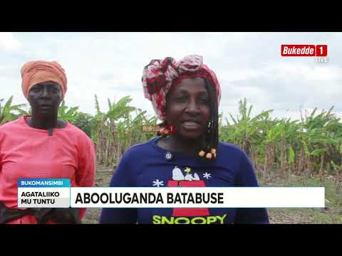 Ttuntu Abooluganda batabuse, ensonga za kwagala kuziikula mufu Poliisi eyingidde mu nsonga