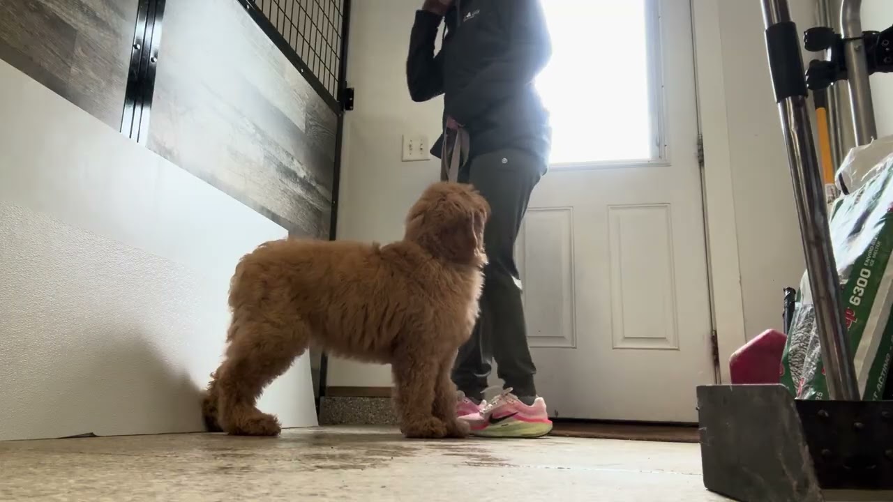 Fiona works on her “Wait” command! 2.18.26