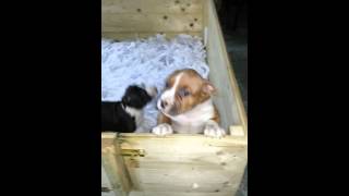 Macho Hembra Amstaff