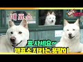 [TV 동물농장 레전드] ‘표 사세요~ 매표소 지키는 개, 용팔이’ 풀버전 다시보기 I TV동물농장 (Animal Farm) | SBS Story