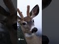 When the deer decides to hit the car back #Funny #Deer #Fail #ComedySketch #Insurance #ai  #nerf