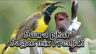 SUARA PIKAT PRENJAK VS SOGON || BURUNG KECIL AUTO NGUMPUL