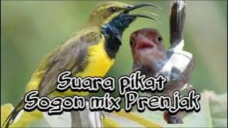 SUARA PIKAT PRENJAK VS SOGON || BURUNG KECIL AUTO NGUMPUL