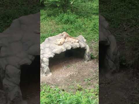 Тигрята, львята и ягуар отдыхают😊 #забавныеживотные #funnyanimals #тигр #лев #ягуар #shorts #львята