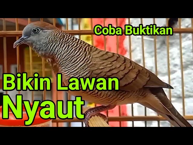 Perkutut lokal gacor suara BESAR - lawan panik. class=