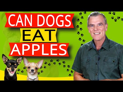 वीडियो: क्या कुत्ते सेब खा सकते हैं?