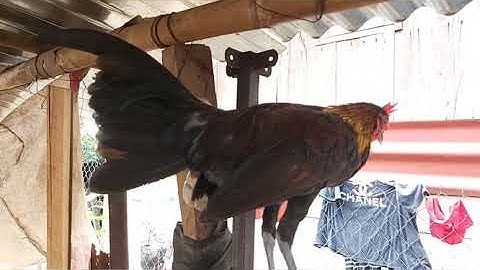 Qaib txuam 3 ไก่ปะสม F3