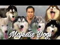 The siberian husky dogs  wooly husky  pinaka maraming import stud