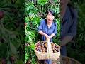Mangoteen fruit farm and harvest activity #2026 #fruit #shorts #agriculture