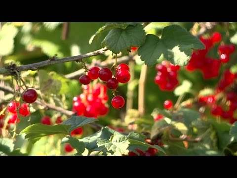 Vidéo: Groseille alpine : description de la variété