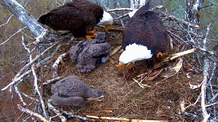 Ep#152 #baldeagle | Review mother bird brings food to feed her chicks | bird nest with nature life