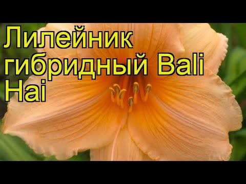 Лилейник гибридный Бали