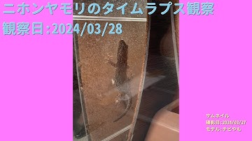 【For Work】 RPi-Cam-Web-Interfaceを使ったテスト（Timelapse） 2024年03月28日