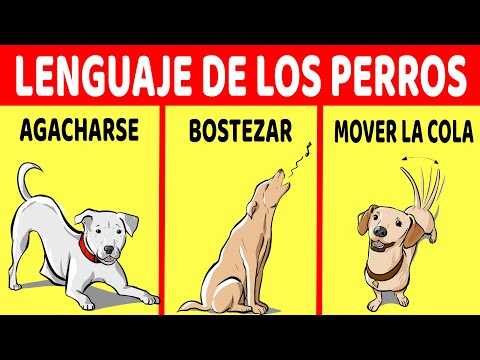 Video: Entendiendo la marca territorial del perro