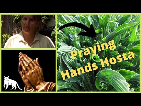 วีดีโอ: ทำไมมีรูใน Hosta ของฉัน: เหตุผลที่พืช Hosta มีรูในใบไม้