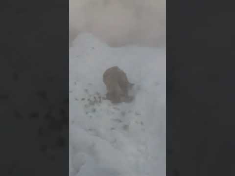 Пернатый хищник зимой , голод.
