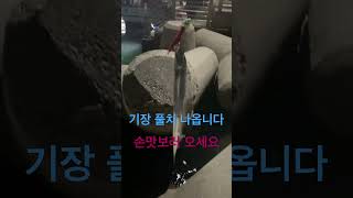 기장 풀치 나옵니다 손맛보러 오세요#shorts #풀치#낚시 #부산기장