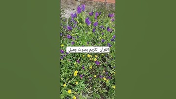 القرآن الكريم بصوت جميل #القران_الكريم #اكسبلور #flowers #المصحف #لايك