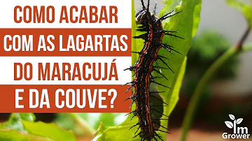 Como acabar com larvas no maracujá?