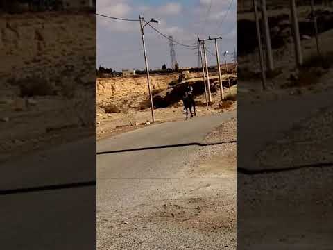 حمار راكب على حصان