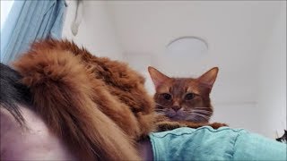 飼い主の後頭部にケツを押し付ける茶色猫