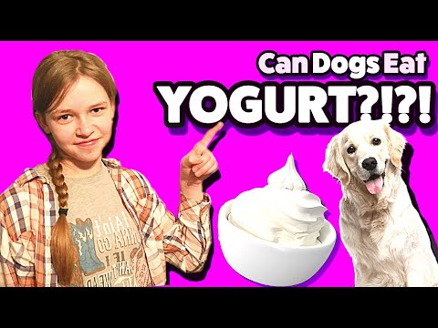 Video: Yogurt Para Sa Mga Aso - Mga Pakinabang Ng Yogurt Para Sa Mga Aso