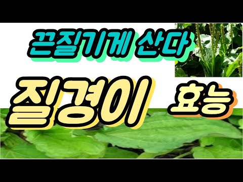 질경이효능 차전자피효능 그 놀라움!- 전립선비대증, 전립선염에 좋은 만병통치약으로 불려온 약초!