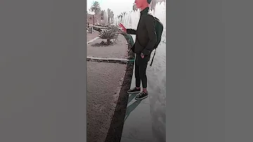ڪلت بلكي يحس بيه يعرف شوك البنيه لايك تصاميم بدون حقوق ابن الكوت 