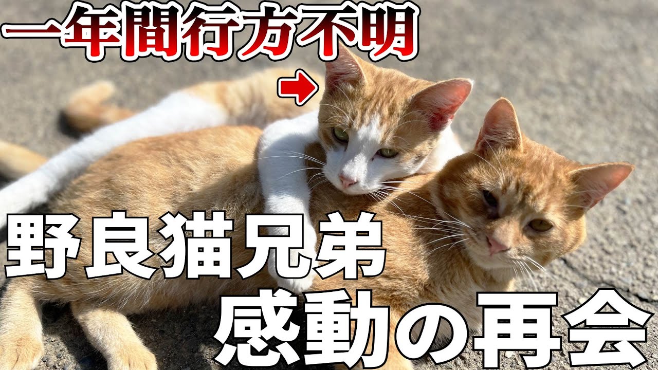 １年間行方不明だった猫が帰ってきた！ノラネコ兄弟奇跡の再会【野良猫/保護猫/庭猫】