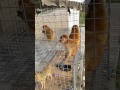 شهر پلخمری ولایت بغلان افغانستان