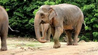 Beautiful Relaxing Music with Elephant by Nature'sNarratives 483 views 3 months ago 4 minutes, 11 seconds