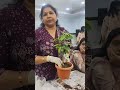 rainbow nature life is live!घर पर पौधे केसे लगाये-2/खाद, मिट्टी केविषय मे जानकारी#plants#gardening
