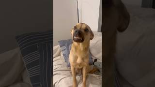 Rescue Puppy Learned To Smile For Treats