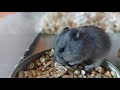 Мой новый питомец хомяк джунгарский маленький милаш My new pet is a Dzungarian hamster