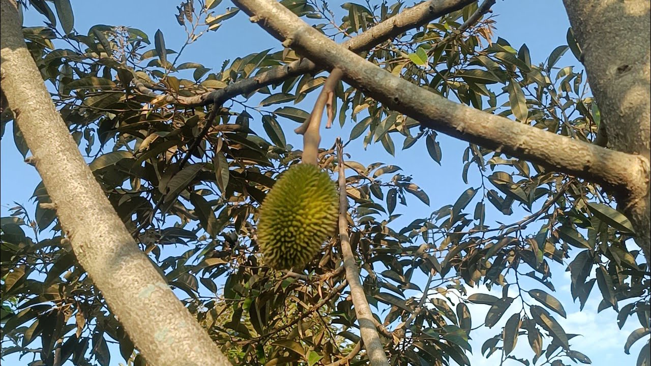 ดูทุกวัน ลุ้นทุกวัน สำหรับทุเรียนหนามดำ หนึ่งเดียวในสวน ทุเรียนบ้านเนิน 