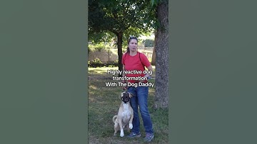 Highly Reactive Dog Amazing Transformation