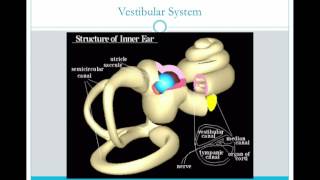 Chapter 10 - Inner Ear