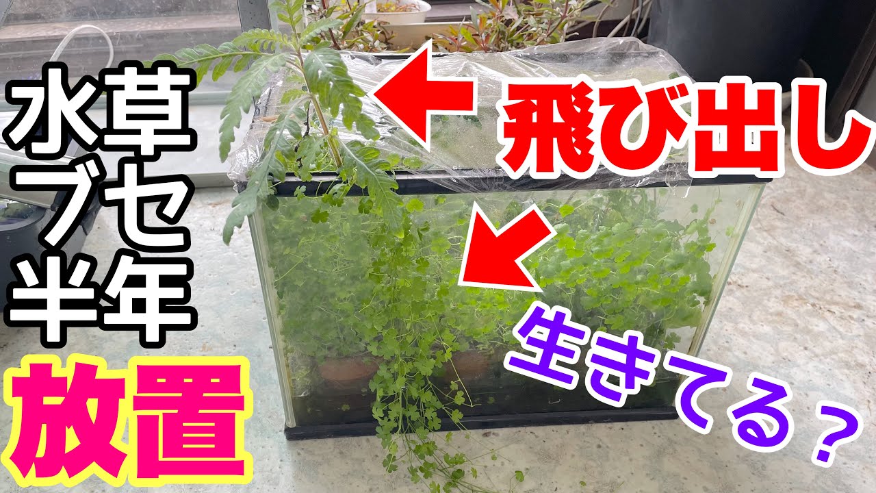 ヤバイ！放置していたブセファランドラ水槽が・・枯れた？水槽リセット