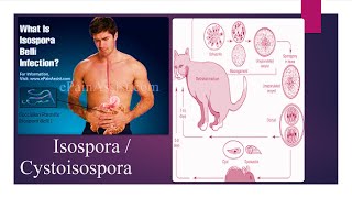 Download lagu Isospora I Isoporiasis I Isospora belli life cycle I Cystoisosporiasis  I Cystoisosporiasis belly