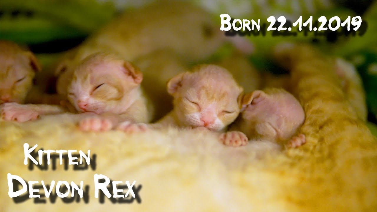 Кудрявые котята породы Девон Рекс. Родились 22 ноября 2019 года. - YouTube