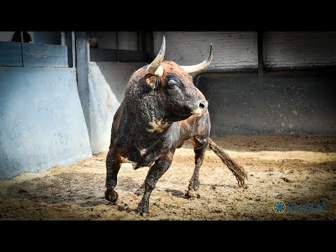 SORTEO | Corrida de toros 27 mayo, El Pilar